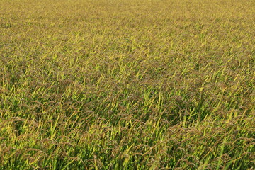 田んぼで収穫を待つ稲穂の風景