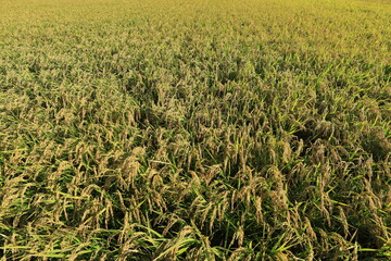 田んぼで収穫を待つ稲穂の風景