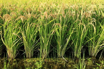 田んぼで収穫を待つ稲穂の風景