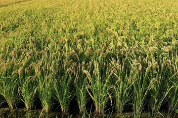 田んぼで収穫を待つ稲穂の風景