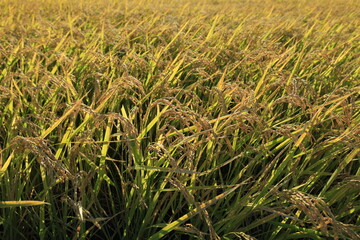 田んぼで収穫を待つ稲穂の風景