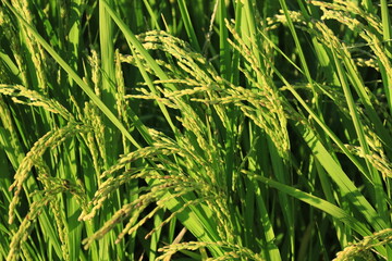 田んぼで収穫を待つ稲穂の風景