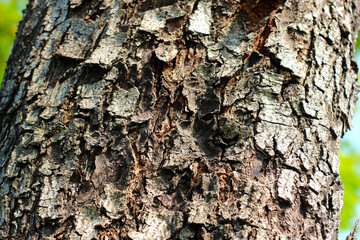 Tree bark texture for natural background