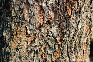 Tree bark texture for natural background