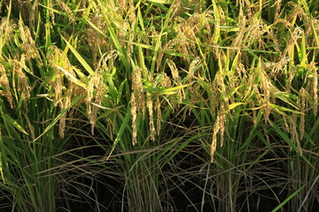 田んぼで収穫を待つ稲穂の風景