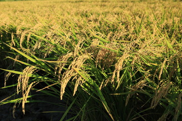 田んぼで収穫を待つ稲穂の風景