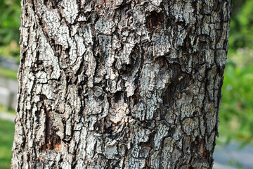 Tree bark texture for natural background