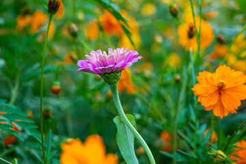 PINK dahlia IN FIELD OF WID FLOWERS