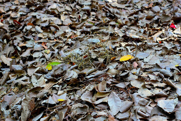Fallen leaves for made into compost