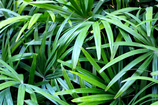 Green leaves of lady ady palm or bamboo palm