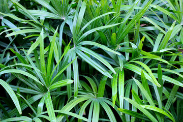 Green leaves of lady ady palm or bamboo palm