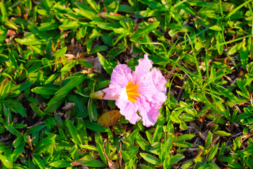 Pink tecoma flower or pink trumpet Tree