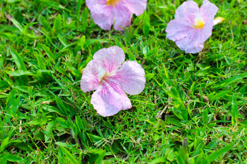 Pink tecoma flower or pink trumpet Tree