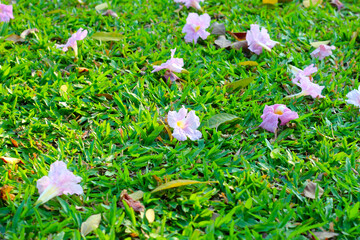 Pink tecoma flower or pink trumpet Tree