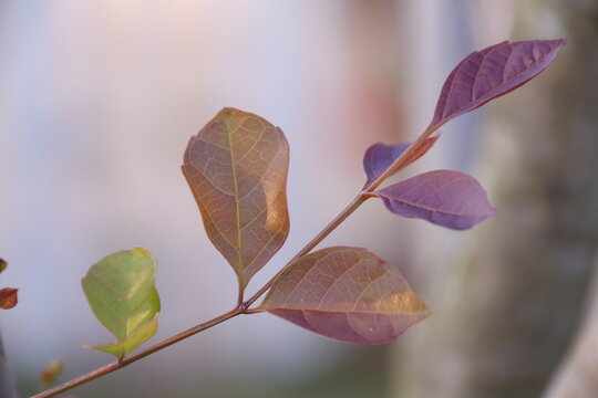 A tree branch adorned with colorful autumn leaves