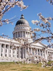 State Capitol, cherry blossom 