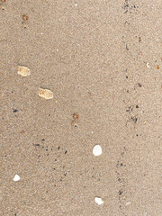 seashells on sand beach background textures
