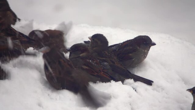 Sparrows bathe in the snow