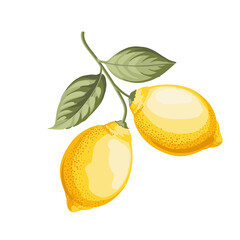 Lemons branch on white background - 749735117