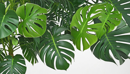 Green leaves of tropical plants bush (Monstera, palm, rubber plant, pine, bird's nest fern)