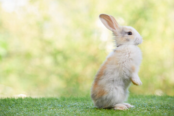 cute rabbit standing and looking on a green grass in summer day