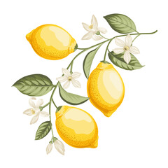 Lemons branch on white background - 749735342