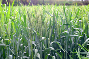 Green wheat field close up image, Green Wheat whistle, Wheat bran fields, agriculture, wheat field Pakistan, closeup of green cereal field