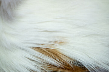 Cat fur texture, close-up. Mixed breed cat between Maine Coon and Scottish Fold.