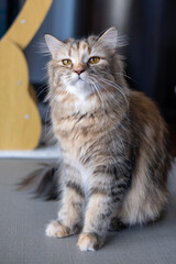 Cute fluffy brown cat. Mixed breed cat between Maine Coon and Scottish Fold.