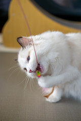 Cute Ragdoll cat, 4 months old, playing with red ball