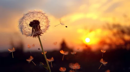  Dandelion seeds fly away in the wind across the blue sky at Sunset from the space mine. Nature, Summer, Flower Field concepts. © liliyabatyrova
