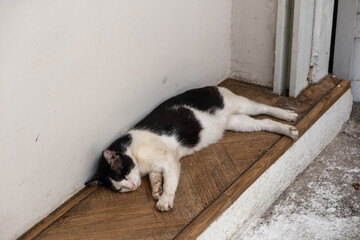 Thai cat sleeping on the floor
