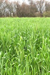 Green wheat field close up image, Green Wheat whistle, Wheat bran fields, agriculture, wheat field Pakistan, closeup of green cereal field