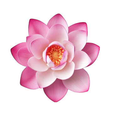 Create A High quality 1 fresh lotus pink flower