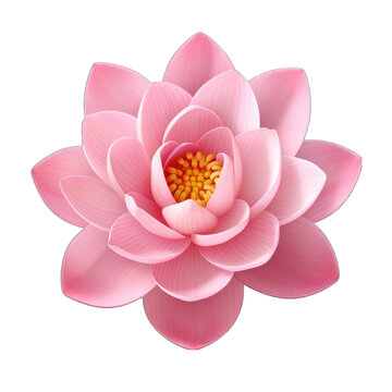 Create A High quality 1 fresh lotus pink flower