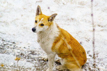 Homeless mongrel dog in winter