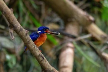 beautiful of a blue-eared kingfisher standing on branch with fish in mouth