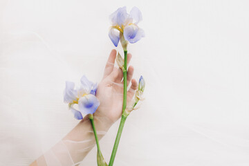 Fototapeta na wymiar Woman hand behind veil gently holding blue iris flower on white background. Aesthetic soft image. Hand under tulle touching flower. Fragrance and treatment concept