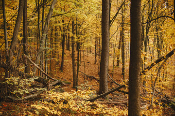 Beautiful autumn woods in mountains. Autumnal background. Beech trees with yellow leaves - obrazy, fototapety, plakaty