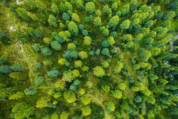 Crédence de cuisine en verre imprimé Vert Forestry valley with high spruce trees