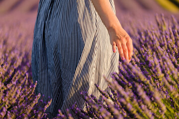 A womans hand delicately caresses the lavender flowers in the field. - obrazy, fototapety, plakaty