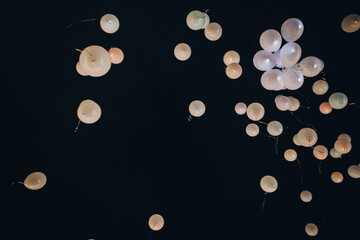 white balloons flying up in the air into night sky