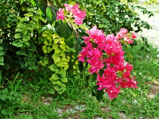 ピンク色のブーゲンビリア（ニューカレドニアのウベア島で撮影）