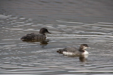 Family Of Loons, Jasper National Park, Alberta