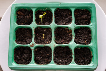 A ruccola seedling growing in a plastic pot.