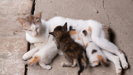 a mother cat nursing her kittens, showcasing maternal care, tenderness, and the strong bond between...