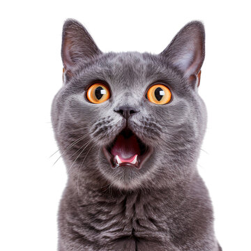 British shorthair cat looking surprised, isolated on transparent background