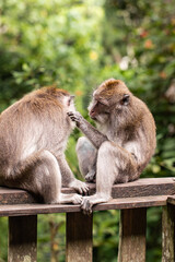 monkeys looking for fleas, macaques, care
