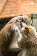 Obraz premium monkeys looking for fleas, macaques, care