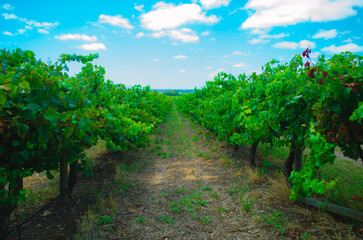 Fototapeta na wymiar vineyard roads in summer afternoon